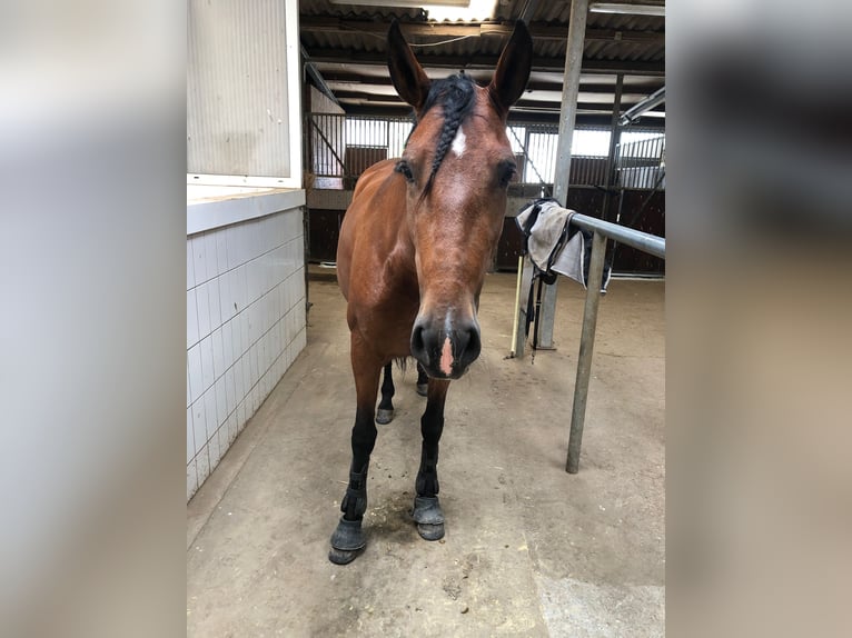 PRE Giumenta 6 Anni 153 cm Baio in Köln