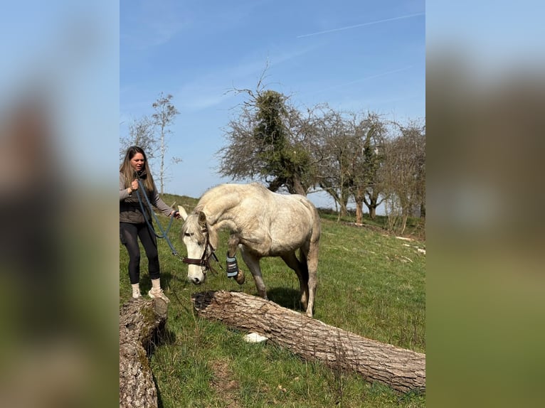 PRE Giumenta 6 Anni 155 cm Grigio in Fischbachtal