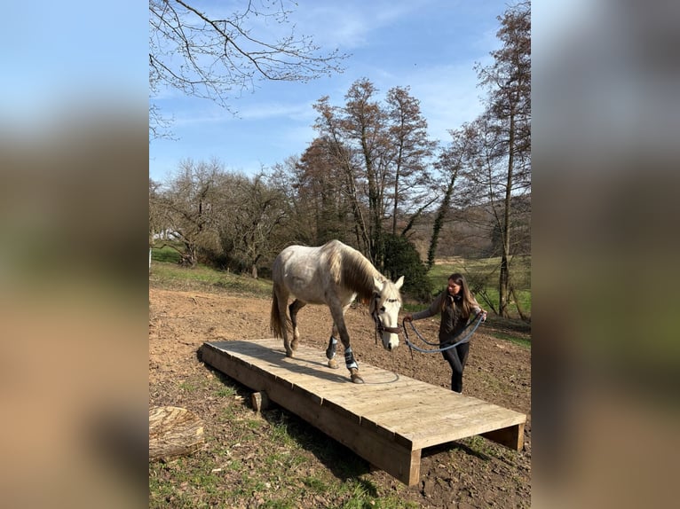 PRE Giumenta 6 Anni 155 cm Grigio in Fischbachtal