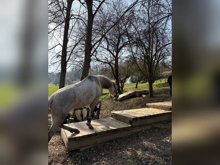 PRE Giumenta 6 Anni 155 cm Grigio in Fischbachtal