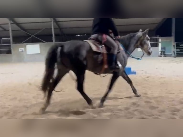 PRE Mix Giumenta 6 Anni 155 cm Grigio in Landegem PRE Mix Giumenta 6 Anni 155 cm Grigio in Landegem