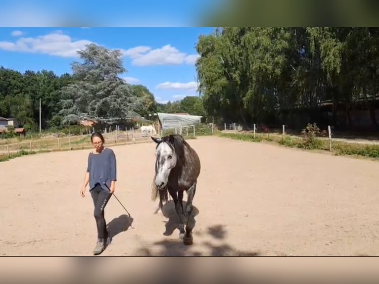 PRE Mix Giumenta 6 Anni 155 cm Grigio in Landegem PRE Mix Giumenta 6 Anni 155 cm Grigio in Landegem