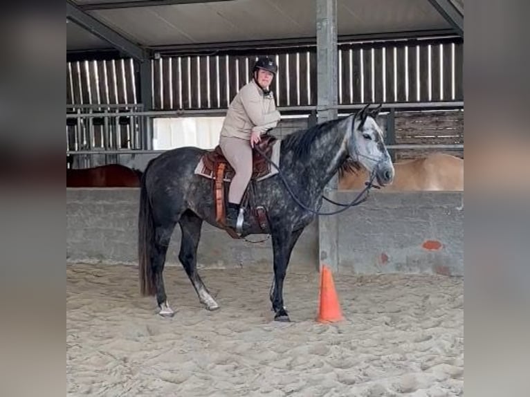 PRE Mix Giumenta 6 Anni 155 cm Grigio in Landegem PRE Mix Giumenta 6 Anni 155 cm Grigio in Landegem