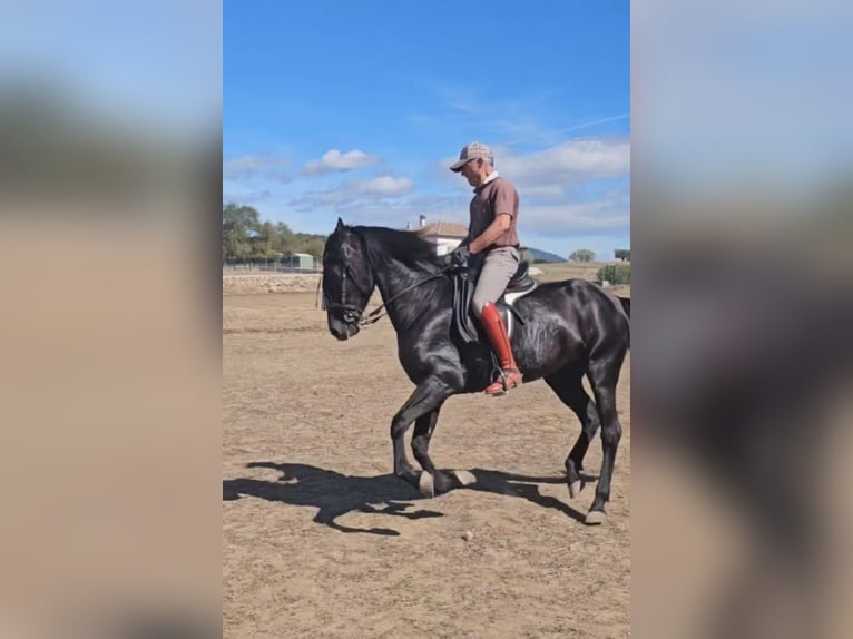 PRE Giumenta 6 Anni 155 cm Morello in Higuera De Las Dueñas