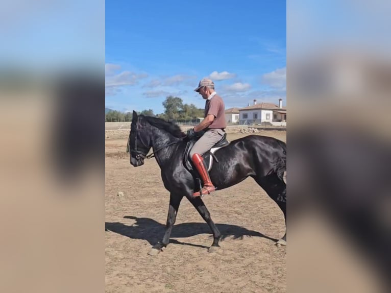 PRE Giumenta 6 Anni 155 cm Morello in Higuera De Las Dueñas