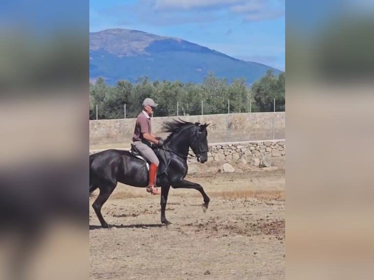 PRE Giumenta 6 Anni 155 cm Morello in Higuera De Las Dueñas