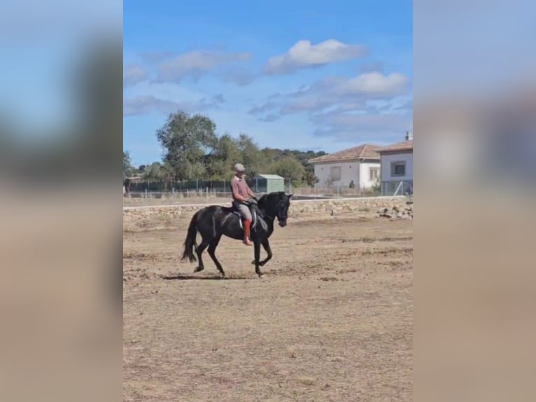 PRE Giumenta 6 Anni 155 cm Morello in Higuera De Las Dueñas