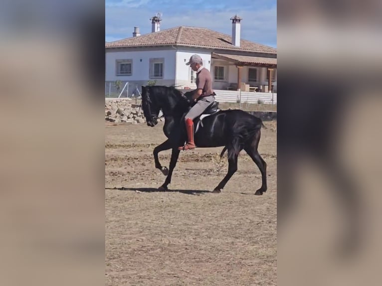 PRE Giumenta 6 Anni 155 cm Morello in Higuera De Las Dueñas