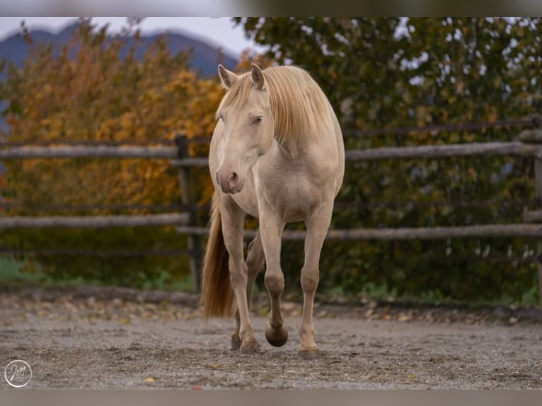 PRE Giumenta 6 Anni 156 cm Perlino in Balingen