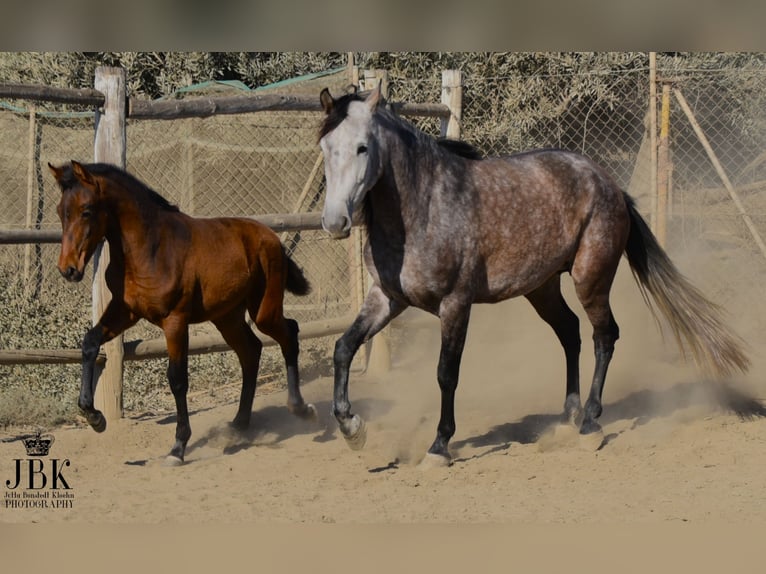 PRE Giumenta 6 Anni 158 cm Falbo baio in Tabernas Almeria