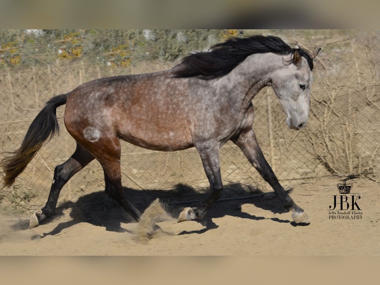 PRE Giumenta 6 Anni 158 cm Falbo baio in Tabernas Almeria