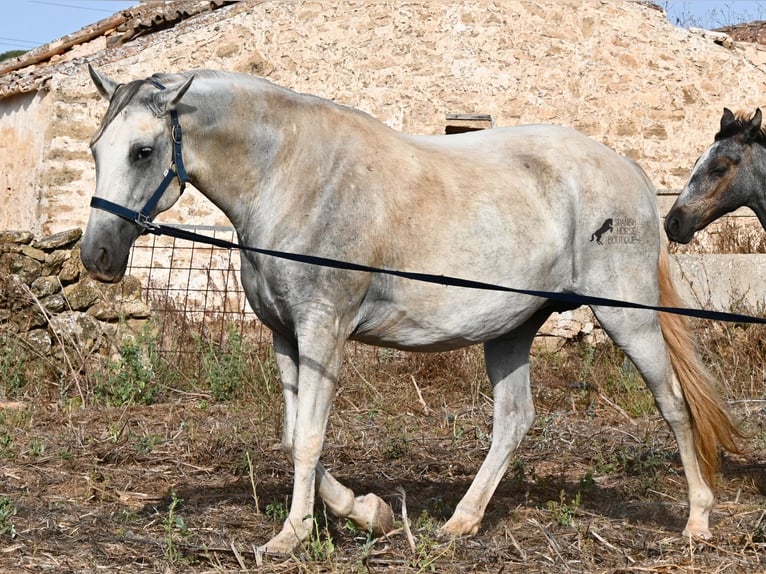 PRE Mix Giumenta 6 Anni 158 cm Grigio in Menorca