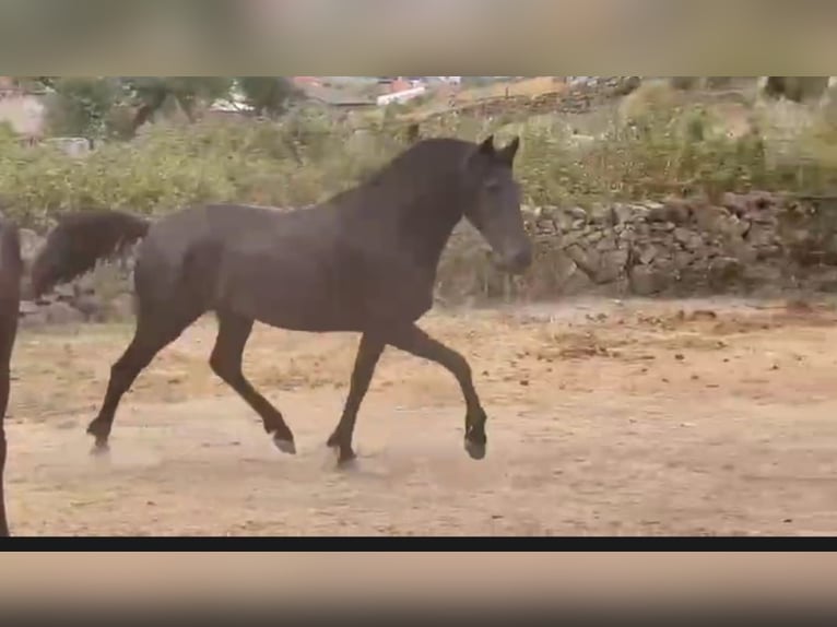 PRE Giumenta 6 Anni 158 cm Morello in Gillenfeld