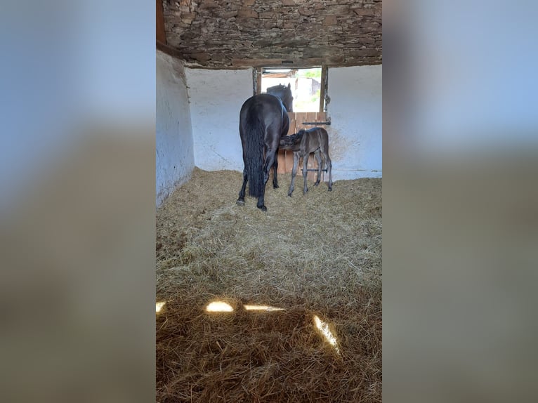 PRE Giumenta 6 Anni 158 cm Morello in Gillenfeld