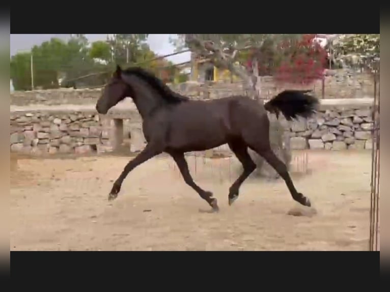 PRE Giumenta 6 Anni 158 cm Morello in Gillenfeld