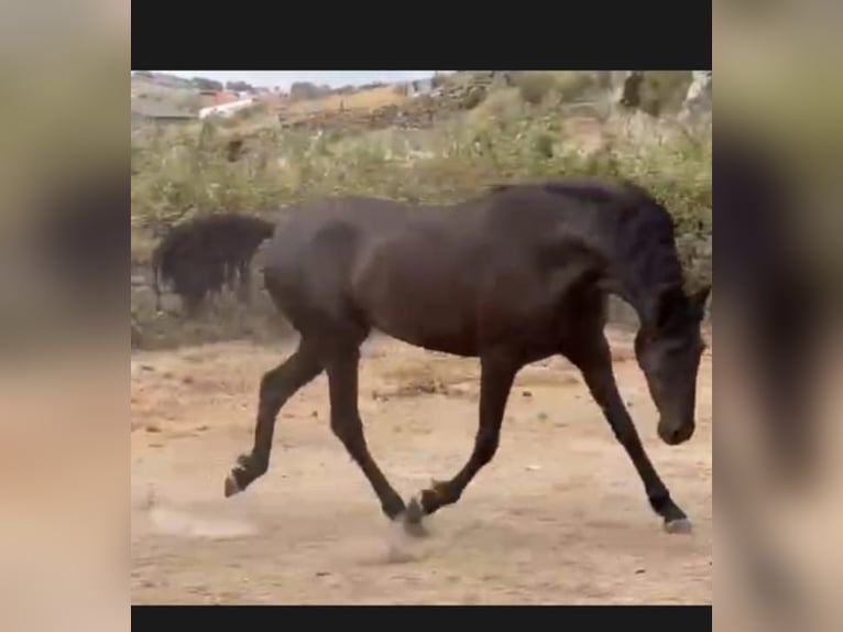 PRE Giumenta 6 Anni 158 cm Morello in Gillenfeld
