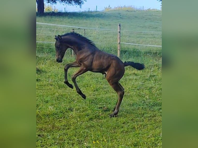 PRE Giumenta 6 Anni 158 cm Morello in Gillenfeld