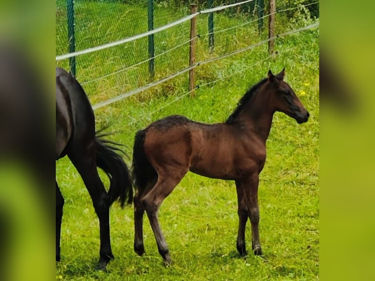 PRE Giumenta 6 Anni 158 cm Morello in Gillenfeld