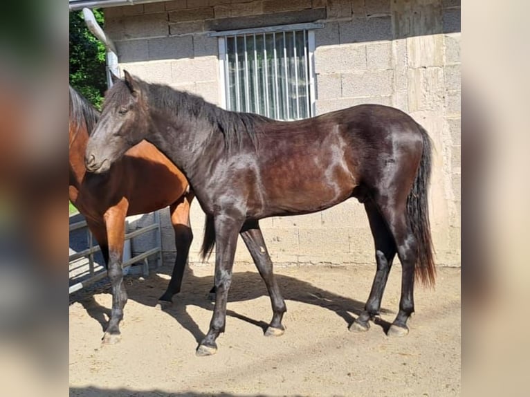 PRE Giumenta 6 Anni 158 cm Morello in Gillenfeld