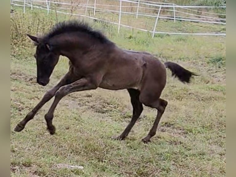 PRE Giumenta 6 Anni 158 cm Morello in Gillenfeld
