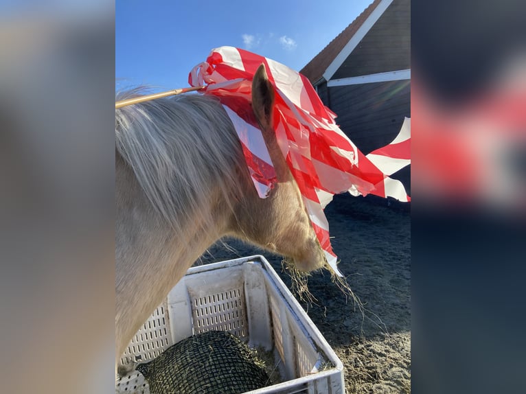 PRE Giumenta 6 Anni 158 cm Palomino in Heinkenszand