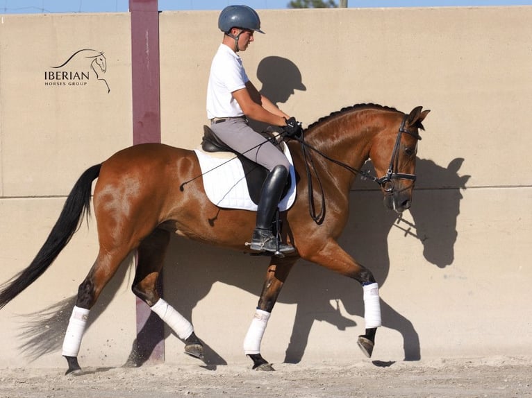 PRE Mix Giumenta 6 Anni 160 cm Baio in Navas Del Madroño
