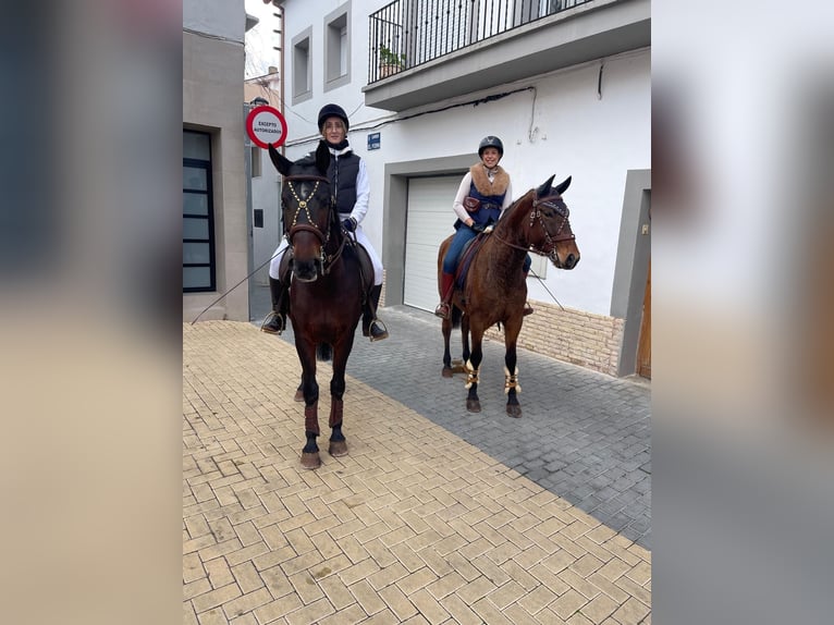 PRE Giumenta 6 Anni 160 cm Baio in Valencia