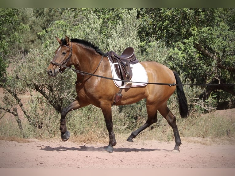 PRE Giumenta 6 Anni 160 cm Baio in Valencia
