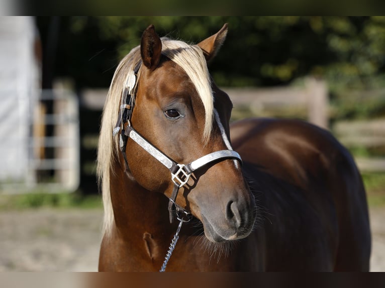 PRE Mix Giumenta 6 Anni 160 cm Falbo in R&#xF6;dinghausen