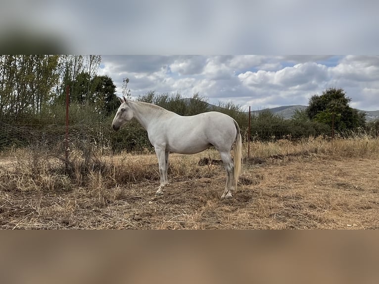 PRE Giumenta 6 Anni 161 cm Grigio in El Robledo