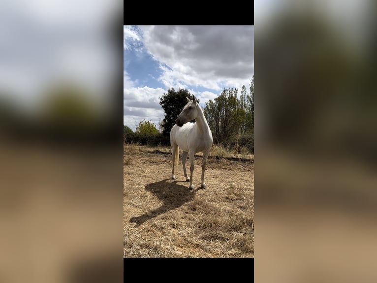 PRE Giumenta 6 Anni 161 cm Grigio in El Robledo