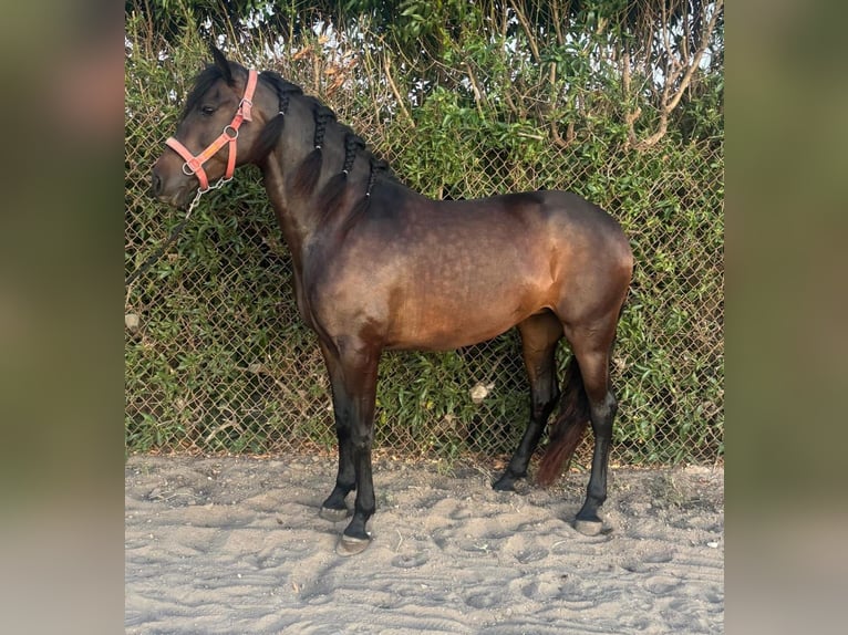 PRE Mix Giumenta 6 Anni 162 cm Baio in Vejer de la Frontera