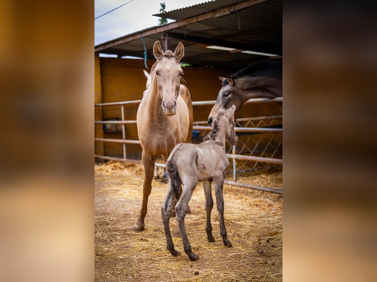 PRE Mix Giumenta 6 Anni 162 cm Champagne in Valencia