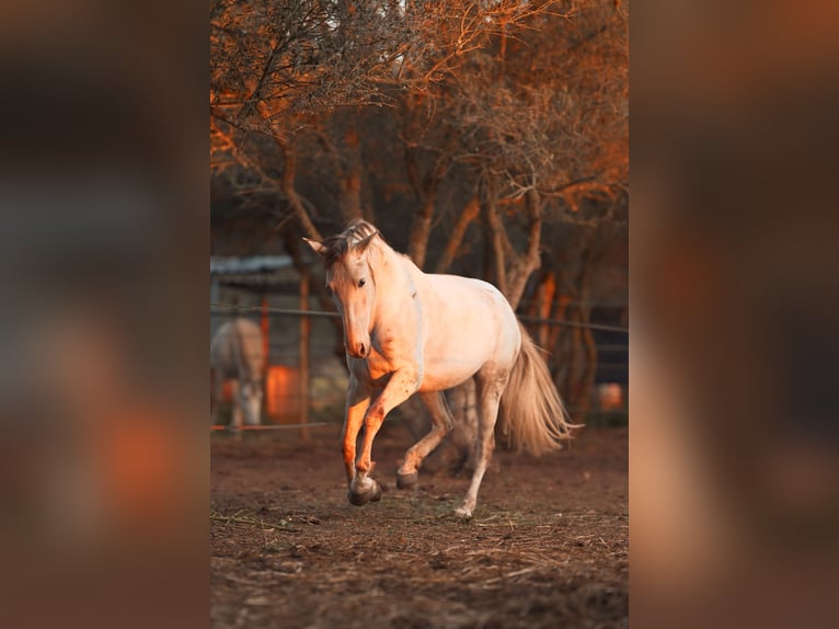 PRE Mix Giumenta 6 Anni 162 cm Grigio in Felanitx