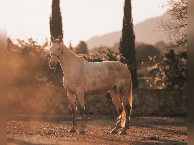 PRE Mix Giumenta 6 Anni 162 cm Grigio in Felanitx