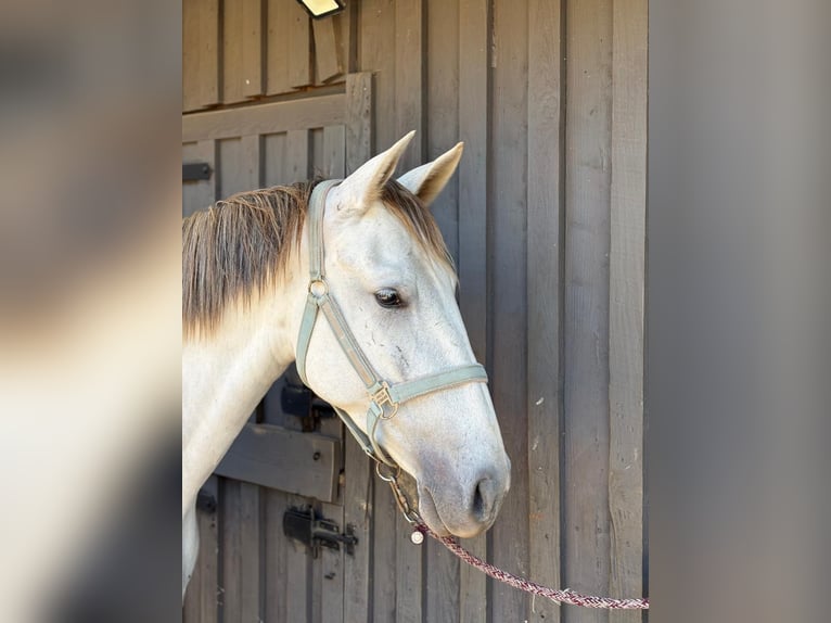PRE Mix Giumenta 6 Anni 162 cm Grigio in Felanitx
