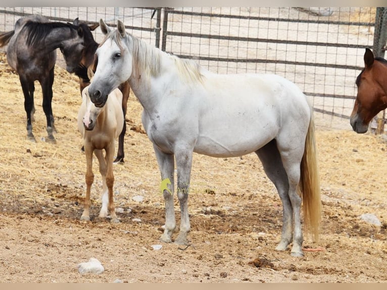 PRE Giumenta 6 Anni 162 cm Grigio in Provinz Cordoba