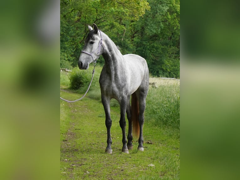 PRE Giumenta 6 Anni 162 cm Grigio pezzato in Cuxhaven