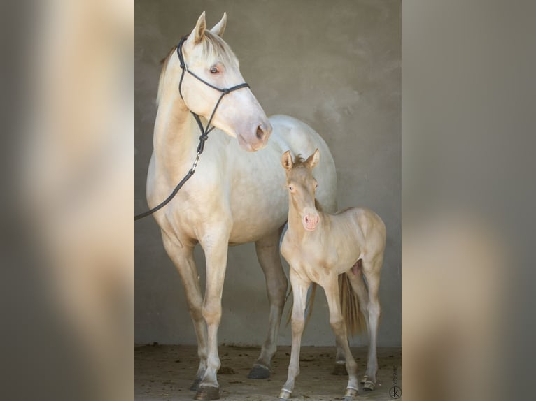 PRE Giumenta 6 Anni 162 cm Pearl in Loye sur Arnon