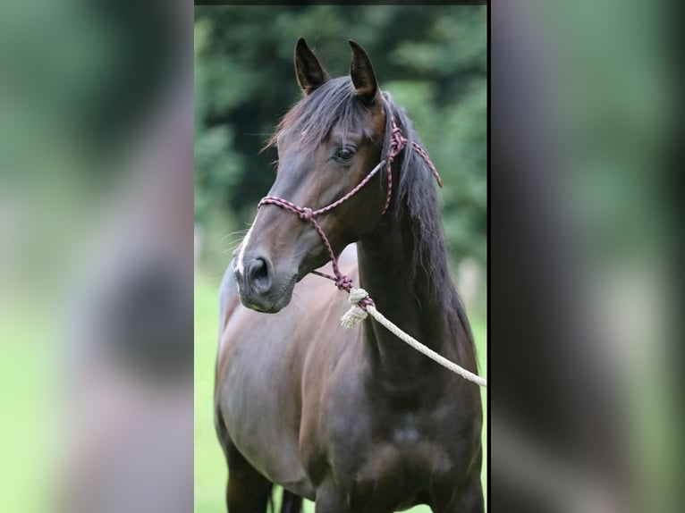 PRE Giumenta 6 Anni 165 cm Baio nero in Rüdersdorf bei Berlin