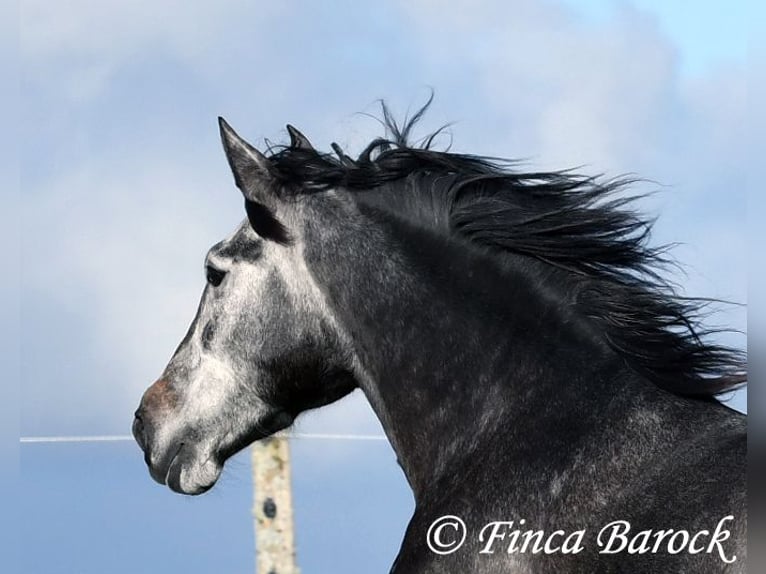 PRE Mix Giumenta 6 Anni 165 cm Grigio in Wiebelsheim