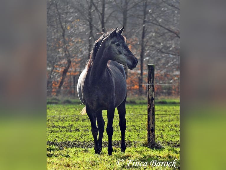 PRE Mix Giumenta 6 Anni 165 cm Grigio in Wiebelsheim