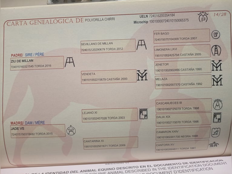 PRE Giumenta 6 Anni 165 cm Grigio pezzato in Aguilar De La Frontera