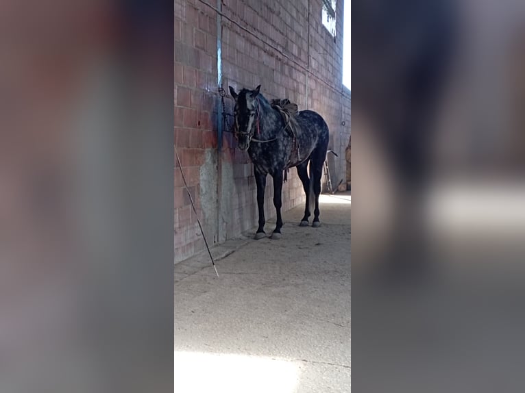 PRE Giumenta 6 Anni 165 cm Grigio pezzato in Aguilar De La Frontera