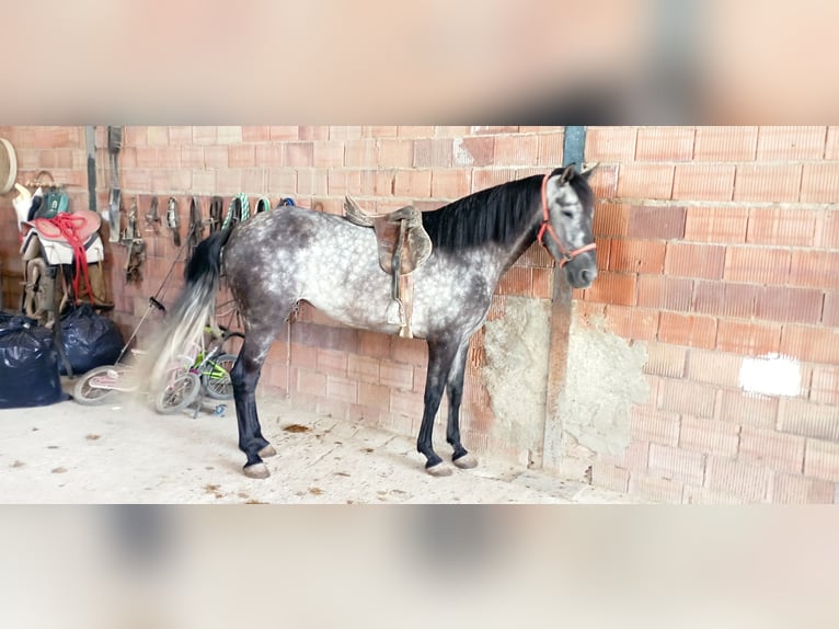 PRE Giumenta 6 Anni 165 cm Grigio pezzato in Aguilar De La Frontera