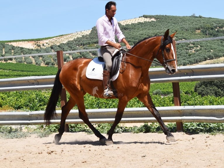 PRE Giumenta 6 Anni 166 cm in Provinz Cordoba