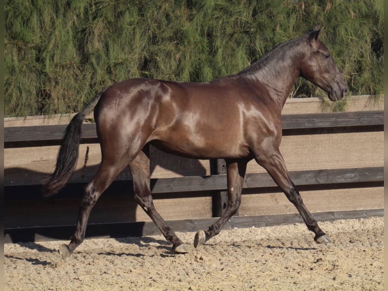 PRE Giumenta 6 Anni 166 cm Morello in Almonte