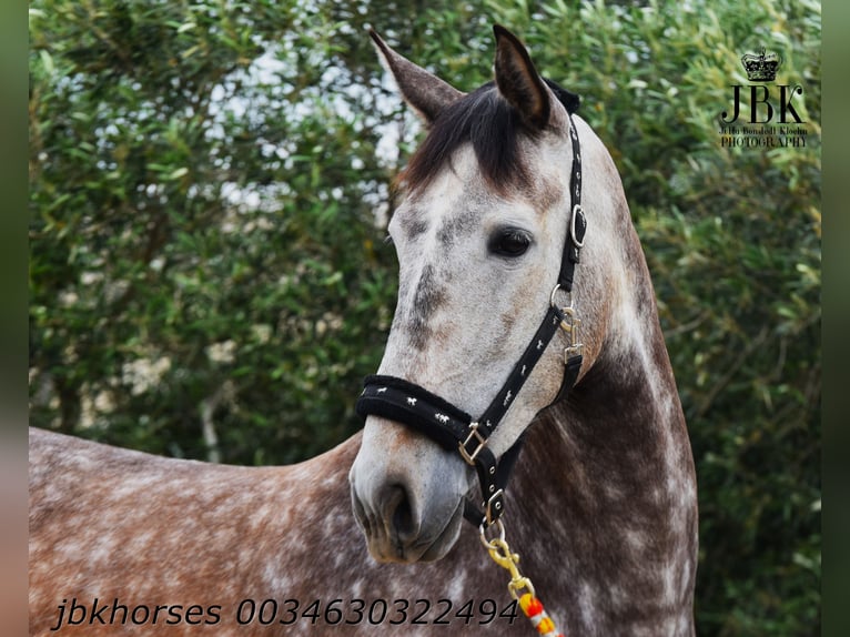 PRE Mix Giumenta 6 Anni 167 cm Grigio in Tabernas Almería