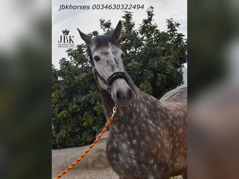 PRE Mix Giumenta 6 Anni 167 cm Grigio in Tabernas Almería