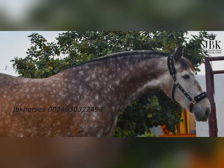 PRE Mix Giumenta 6 Anni 167 cm Grigio in Tabernas Almería